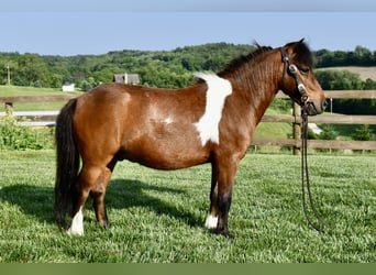 Mini Shetland Pony, Gelding, 5 years, 9 hh, Pinto