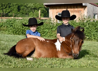 Mini Shetland Pony, Gelding, 5 years, 9 hh, Pinto