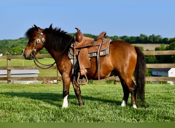 Mini Shetland Pony, Gelding, 5 years, 9 hh, Pinto