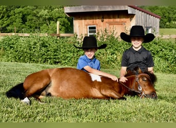 Mini Shetland Pony, Gelding, 5 years, 9 hh, Pinto
