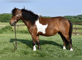 Mini Shetland Pony, Gelding, 5 years, 9 hh, Pinto