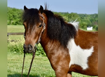 Mini Shetland Pony, Gelding, 5 years, 9 hh, Pinto