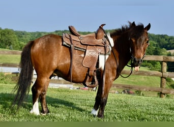 Mini Shetland Pony, Gelding, 5 years, 9 hh, Pinto