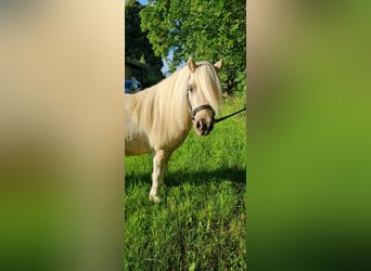 Mini Shetland Pony, Gelding, 5 years, 9,1 hh, Palomino