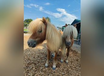 Mini Shetland Pony, Wallach, 6 Jahre, 8,1 hh, Hellbrauner