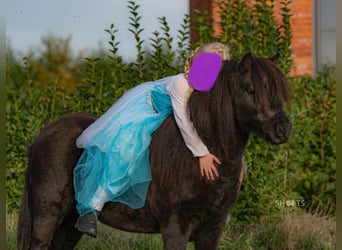 Mini Shetland Pony, Gelding, 6 years, 9.1 hh