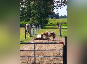 Mini Shetland Pony, Gelding, 6 years