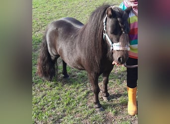 Mini Shetland Pony, Gelding, 9 years, 8.1 hh, Black