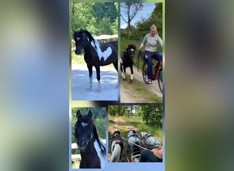 Mini Shetland Pony, Gelding, 9 years, 8,3 hh, Pinto