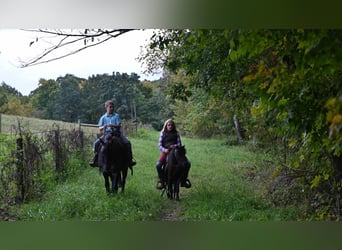 Mini Shetland Pony, Gelding, 9 years, 9.1 hh, Black