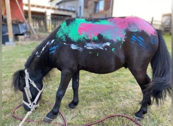 Mini Shetland Pony, Gelding, 9 years, 9.2 hh, Smoky-Black
