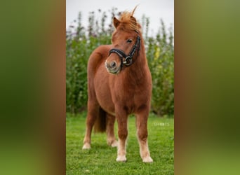 Mini Shetland Pony, Gelding, 9 years, 9,1 hh