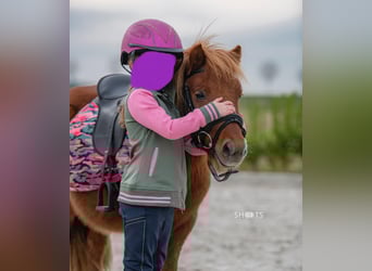 Mini Shetland Pony, Gelding, 9 years, 9,1 hh