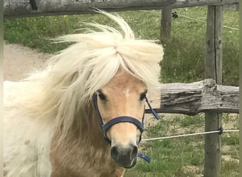 Mini Shetland Pony, Hengst, 11 Jaar, 78 cm, Palomino