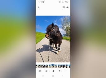 Mini Shetland Pony, Hengst, 11 Jaar, 80 cm, Gevlekt-paard