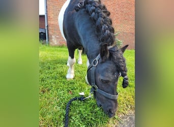 Mini Shetland Pony, Hengst, 11 Jaar, 82 cm, Gevlekt-paard