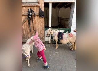 Mini Shetland Pony, Hengst, 11 Jahre, 78 cm, Cremello