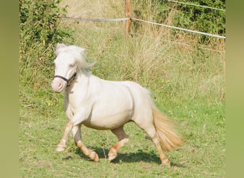 Mini Shetland Pony, Hengst, 11 Jahre, 78 cm, Cremello