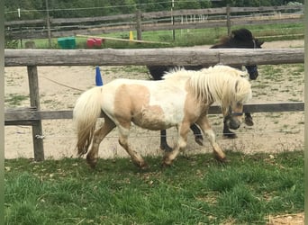Mini Shetland Pony, Hengst, 11 Jahre, 78 cm, Palomino