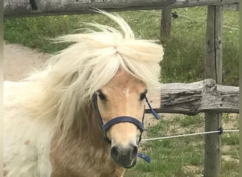 Mini Shetland Pony, Hengst, 11 Jahre, 78 cm, Palomino