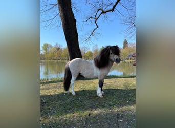 Mini Shetland Pony, Hengst, 11 Jahre, 83 cm, Falbe
