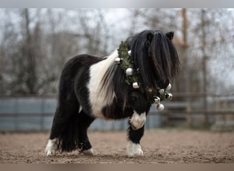 Mini Shetland Pony, Hengst, 11 Jahre, 84 cm, Schecke