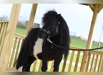 Mini Shetland Pony, Hengst, 11 Jahre, 84 cm, Schecke