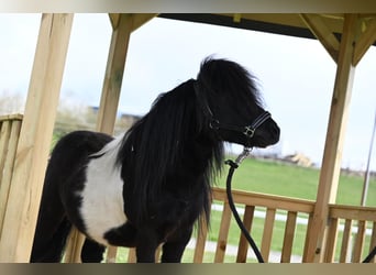 Mini Shetland Pony, Hengst, 11 Jahre, 84 cm, Schecke