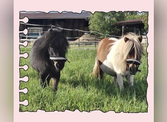 Mini Shetland Pony, Hengst, 11 Jahre