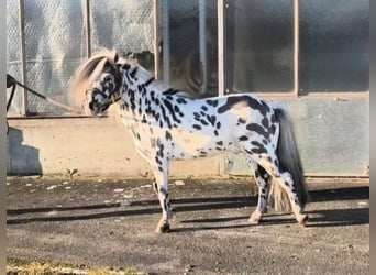 Mini Shetland Pony, Hengst, 12 Jahre, 83 cm, Tigerschecke