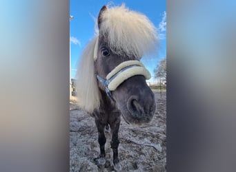 Mini Shetland Pony, Hengst, 13 Jahre, 98 cm, Dunkelfuchs