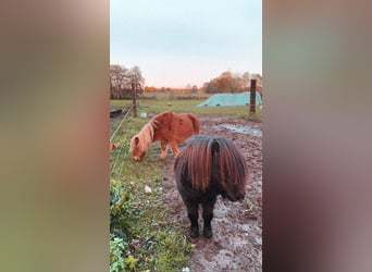 Mini Shetland Pony, Hengst, 14 Jaar, 73 cm, Zwart