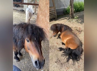 Mini Shetland Pony, Hengst, 15 Jahre, 78 cm, Brauner