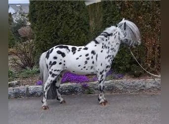 Mini Shetland Pony, Hengst, 15 Jahre, 83 cm, Tigerschecke