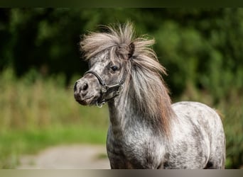 Mini Shetland Pony, Hengst, 18 Jaar, 66 cm, Appaloosa