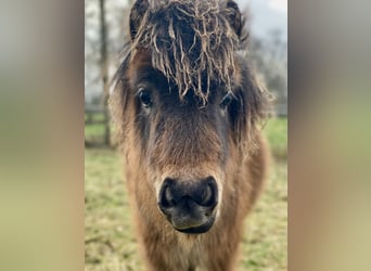 Mini Shetland Pony, Hengst, 1 Jaar, 70 cm, Donkerbruin