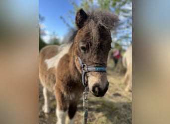 Mini Shetland Pony, Hengst, 1 Jaar, 73 cm, Gevlekt-paard