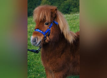 Mini Shetland Pony, Hengst, 1 Jaar, 73 cm, Vos