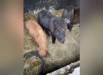 Mini Shetland Pony, Hengst, 1 Jaar, 75 cm, Zwart