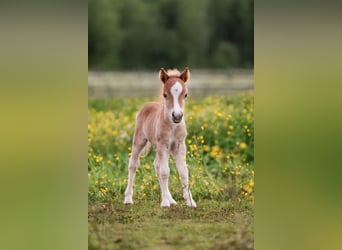 Mini Shetland Pony, Hengst, 1 Jaar, 83 cm, Donkere-vos