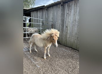 Mini Shetland Pony, Hengst, 1 Jaar, 84 cm, Red Dun