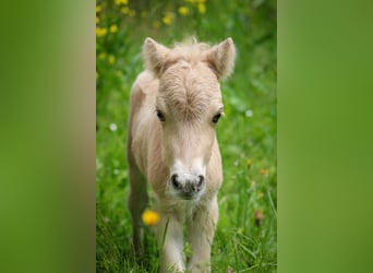 Mini Shetland Pony, Hengst, 1 Jaar, 85 cm, Palomino