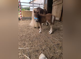 Mini Shetland Pony, Hengst, 1 Jahr, 60 cm, Palomino