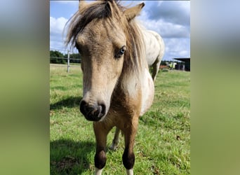Mini Shetland Pony, Hengst, 1 Jahr, 69 cm, Overo-alle-Farben