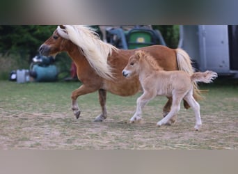 Mini Shetland Pony, Hengst, 1 Jahr, 69 cm, Red Dun