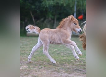 Mini Shetland Pony, Hengst, 1 Jahr, 69 cm, Red Dun