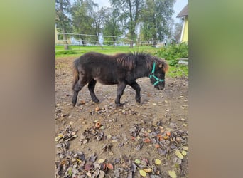 Mini Shetland Pony, Hengst, 1 Jahr, 70 cm, Rappe