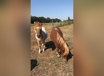 Mini Shetland Pony, Hengst, 1 Jahr, 75 cm