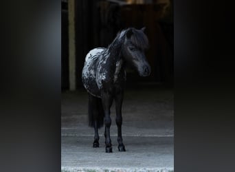 Mini Shetland Pony, Hengst, 1 Jahr, 77 cm, Tigerschecke