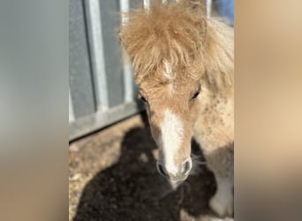 Mini Shetland Pony, Hengst, 1 Jahr, 84 cm, Red Dun